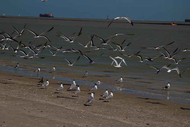 seagulls, port bolivar, tx
